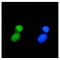 Anti-TIF1 gamma/TRIM33 Antibody Picoband™ (monoclonal, 8I8)