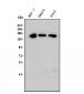 Anti-TIF1 gamma/TRIM33 Antibody Picoband™ (monoclonal, 8I8)