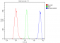 Anti-MCM2 Antibody Picoband™ (monoclonal, 11C4)