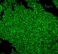 Anti-MCM2 Antibody Picoband™ (monoclonal, 11C4)