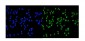 Anti-MCM2 Antibody Picoband™ (monoclonal, 11C4)