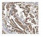 Anti-MCM2 Antibody Picoband™ (monoclonal, 11C4)