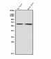 Anti-GAD65/GAD2 Antibody Picoband™ (monoclonal, 7G2)