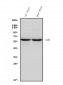 Anti-GAD65/GAD2 Antibody Picoband™ (monoclonal, 4E12)