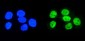 Anti-hnRNP D/AUF1/HNRNPD Antibody Picoband™ (monoclonal, 2B12)