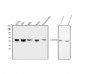 Anti-hnRNP D/AUF1/HNRNPD Antibody Picoband™ (monoclonal, 2B12)