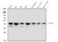 Anti-hnRNP D/AUF1/HNRNPD Antibody Picoband™ (monoclonal, 4F3)