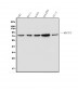 Anti-MECP2 Antibody Picoband™ (monoclonal, 2G3)