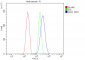 Anti-liver Arginase/ARG1 Antibody Picoband™ (monoclonal, 2B12)