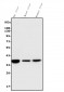 Anti-liver Arginase/ARG1 Antibody Picoband™ (monoclonal, 2B12)