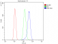 Anti-IDH2 Antibody Picoband™ (monoclonal, 2D4)