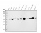 Anti-IDH2 Antibody Picoband™ (monoclonal, 2D4)