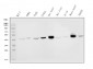 Anti-IDH2 Antibody Picoband™ (monoclonal, 2H4)