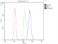 Anti-IDH2 Antibody Picoband™ (monoclonal, 6B13)