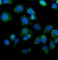 Anti-IDH2 Antibody Picoband™ (monoclonal, 6B13)