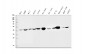 Anti-IDH2 Antibody Picoband™ (monoclonal, 6B13)