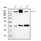 Anti-Filamin A/FLNA Antibody Picoband™ (monoclonal, 3F8)