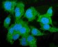 Anti-Liver Carboxylesterase 1/CES1 Antibody Picoband™ (monoclonal, 3F10)