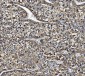 Anti-Liver Carboxylesterase 1/CES1 Antibody Picoband™ (monoclonal, 3F10)