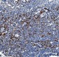 Anti-Liver Carboxylesterase 1/CES1 Antibody Picoband™ (monoclonal, 3F10)