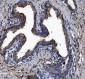 Anti-Liver Carboxylesterase 1/CES1 Antibody Picoband™ (monoclonal, 3F10)