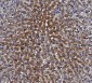 Anti-Liver Carboxylesterase 1/CES1 Antibody Picoband™ (monoclonal, 3F10)