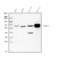 Anti-Liver Carboxylesterase 1/CES1 Antibody Picoband™ (monoclonal, 3F10)