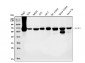 Anti-PCK2 Antibody Picoband™ (monoclonal, 3F7)
