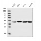 Anti-Aldolase/ALDOA Antibody Picoband™ (monoclonal, 6H8)