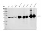 Anti-ASS1 Antibody Picoband™ (monoclonal, 5I5)