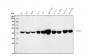 Anti-ASS1 Antibody Picoband™ (monoclonal, 7I9)