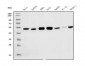 Anti-eRF1/ETF1 Antibody Picoband™ (monoclonal, 3B6)