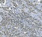 Anti-eRF1/ETF1 Antibody Picoband™ (monoclonal, 3E5)