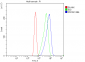 Anti-PROM1/CD133 Antibody Picoband™ (monoclonal, 8B6)