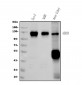 Anti-PROM1/CD133 Antibody Picoband™ (monoclonal, 8B6)