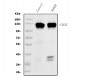 Anti-PROM1/CD133 Antibody Picoband™ (monoclonal, 7F13)