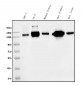 Anti-CD13/ANPEP Picoband™ Antibody (monoclonal, 5B9)