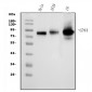 Anti-CD44 Picoband™ Antibody (monoclonal, 7H7)