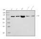 Anti-PARP/PARP1 Picoband™ Antibody (monoclonal, 2I2H4)