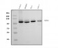 Anti-UBE3A Picoband™ Antibody (monoclonal, 3F13)