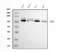 Anti-UBE3A Picoband™ Antibody (monoclonal, 8I3)
