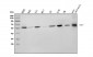 Anti-RBPJK/RBPJ Picoband™ Antibody (monoclonal, 6G4)