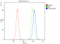 Anti-CDC45L Picoband™ Antibody (monoclonal, 6H6)