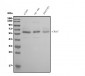 Anti-CDC45L Picoband™ Antibody (monoclonal, 6H6)