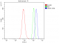 Anti-U2AF65/U2AF2 Picoband™ Antibody (monoclonal, 10F4)