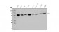 Anti-U2AF65/U2AF2 Picoband™ Antibody (monoclonal, 10F4)