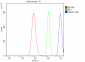 Anti-U2AF65/U2AF2 Picoband™ Antibody (monoclonal, 3G9)