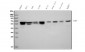 Anti-U2AF65/U2AF2 Picoband™ Antibody (monoclonal, 3G9)