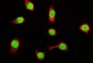 Anti-Tubulin alpha Picoband™ Antibody (monoclonal, 7B12)