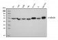 Anti-Tubulin alpha Picoband™ Antibody (monoclonal, 7B12)